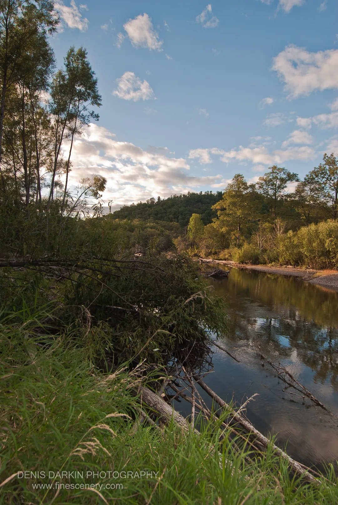 Tall grasses and a fallen log along the Bikin riverbank, with tree-covered hills rising on the far shore in afternoon light.