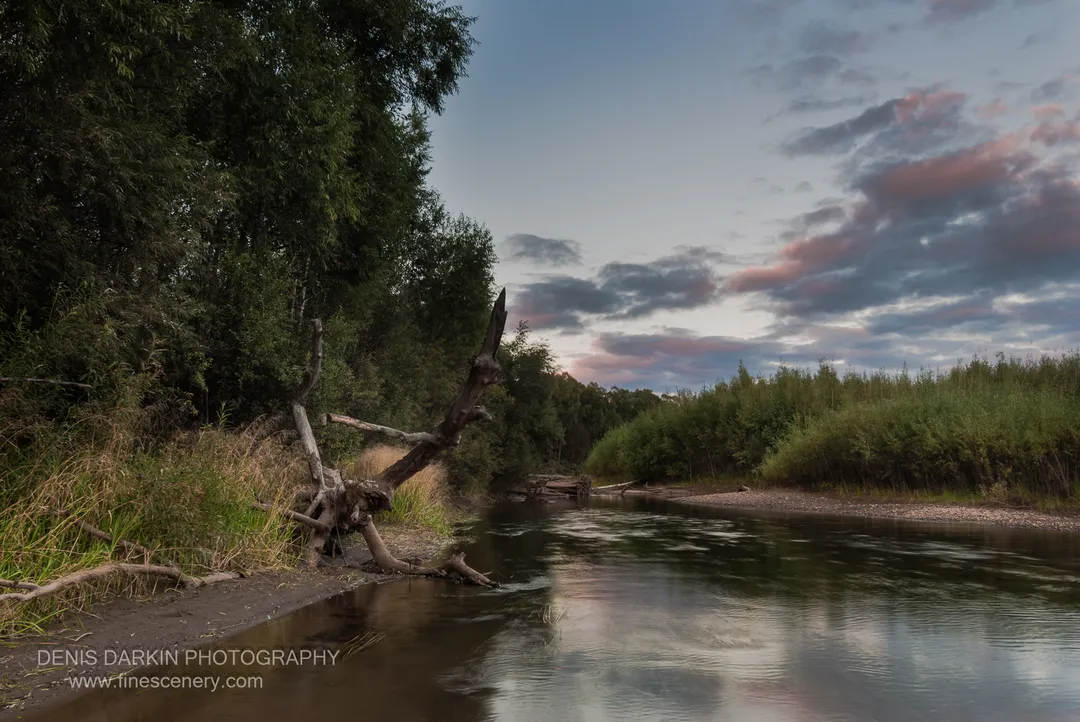 A bare, weathered tree trunk leans over the Bikin River at dusk, with pink and blue twilight clouds reflected on the rippled surface below.