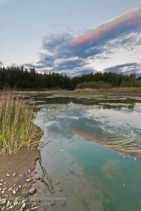 Sandy bank at the Bikin River at dusk, floating plant mats on the water surface reflecting a pink cloud formation above the dark forest.