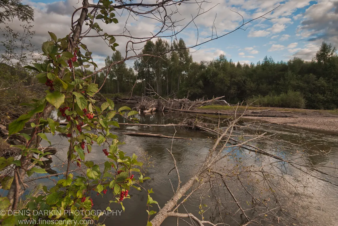 Red-berried vine above the Bikin River bank, fallen timber and bare branches spanning the calm grey water in diagonal lines toward the distant tree line.