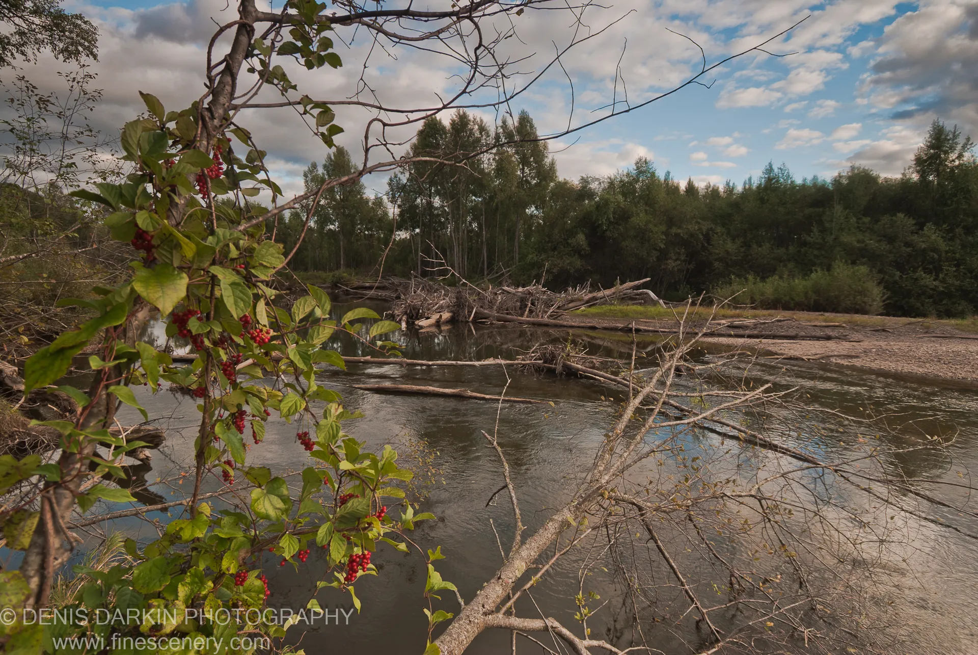 Red-berried vine above the Bikin River bank, fallen timber and bare branches spanning the calm grey water in diagonal lines toward the distant tree line.