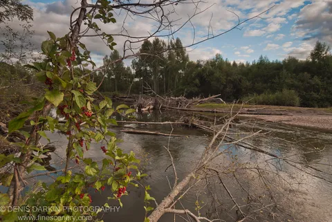 Red-berried vine above the Bikin River bank, fallen timber and bare branches spanning the calm grey water in diagonal lines toward the distant tree line.
