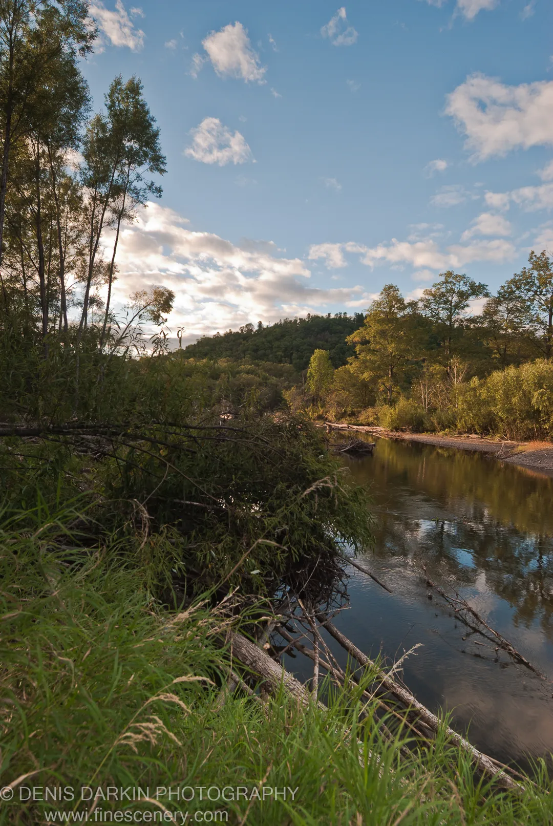 Tall grass and a fallen log beside the Bikin River, a forested hill above the calm water under afternoon cumulus clouds.