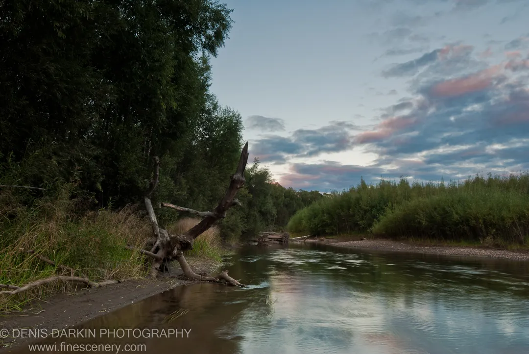 Weathered driftwood on the gravel bank of the Bikin River at dusk, dense foliage lining both shores and the pale sky reflected in still water.