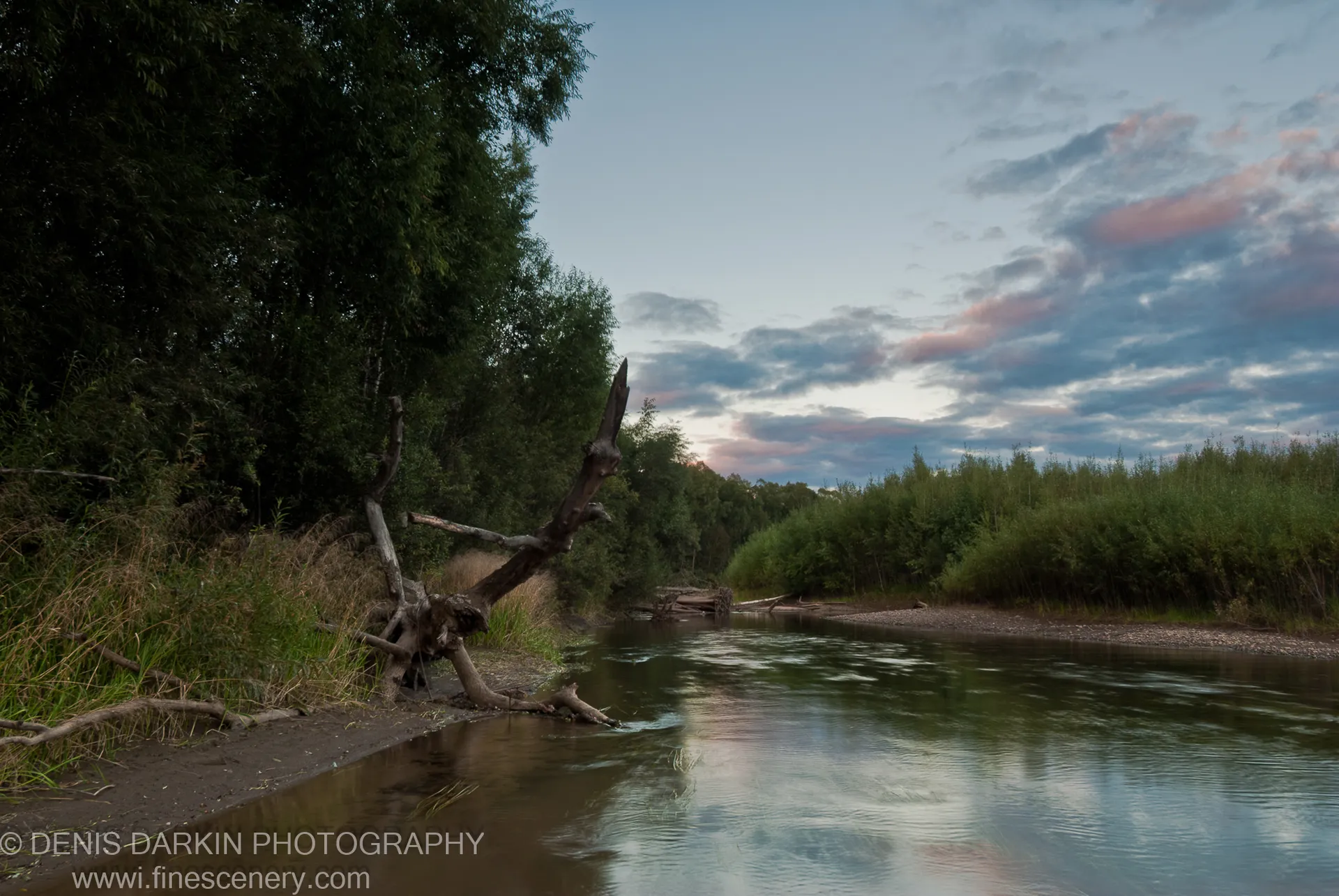 Weathered driftwood on the gravel bank of the Bikin River at dusk, dense foliage lining both shores and the pale sky reflected in still water.