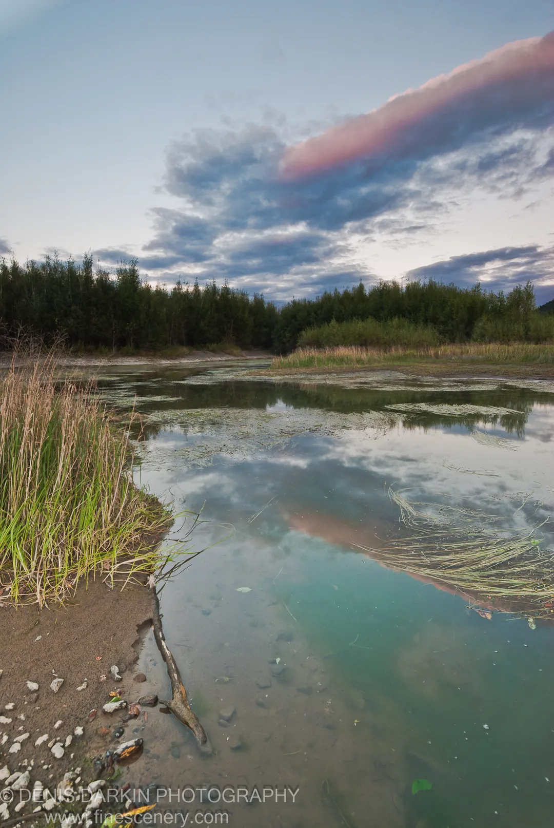 Wide-angle view of the Bikin River at dusk, muddy bank in the foreground, floating vegetation on the water, and dense conifers on the far shore.