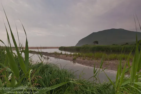 Tall green reeds line a tidal channel winding through marshland toward a dark forested headland at Tachingouza Bay, early morning, July 2010.