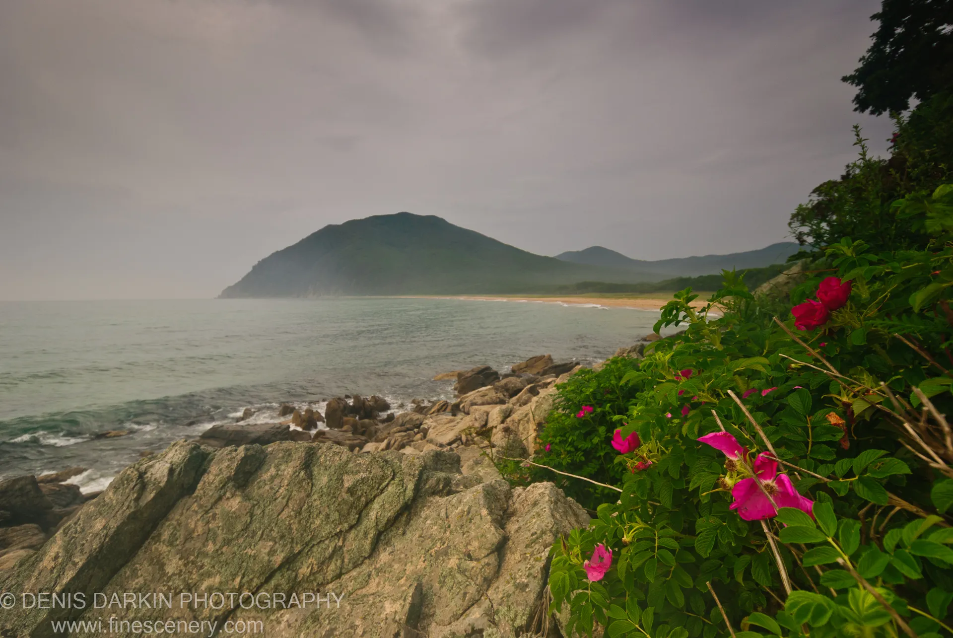 Pink wild roses and green foliage fill the foreground of a coastal scene at Tachingouza Bay, with a solitary forested hill rising from the sea.