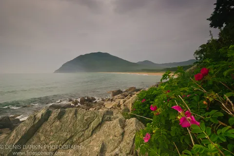 Pink wild roses and green foliage fill the foreground of a coastal scene at Tachingouza Bay, with a solitary forested hill rising from the sea.