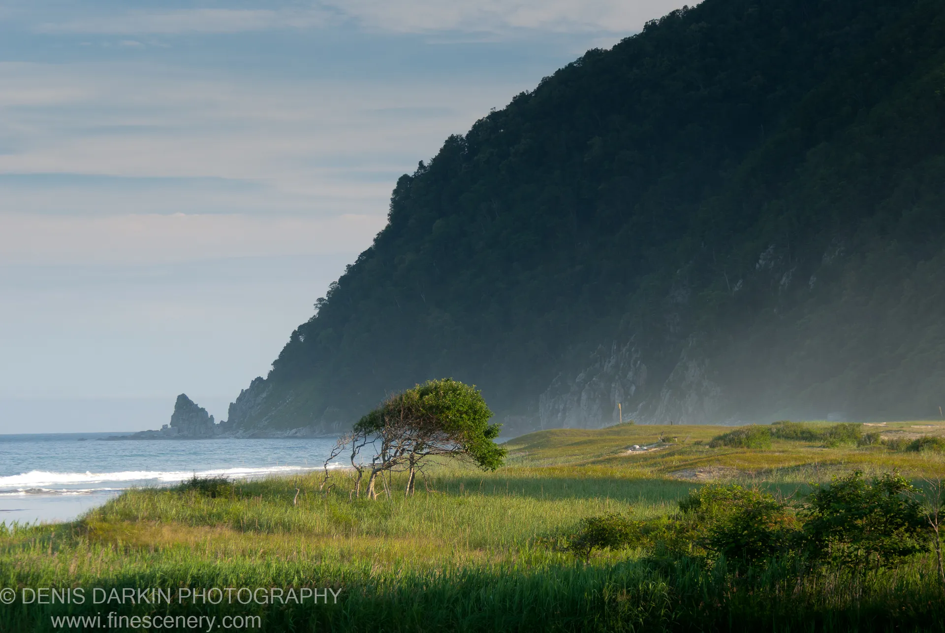 Dune grasses and a wind-swept bush at Tachingouza Bay, with a massive forested headland, white-capped surf, and a distant sea stack.
