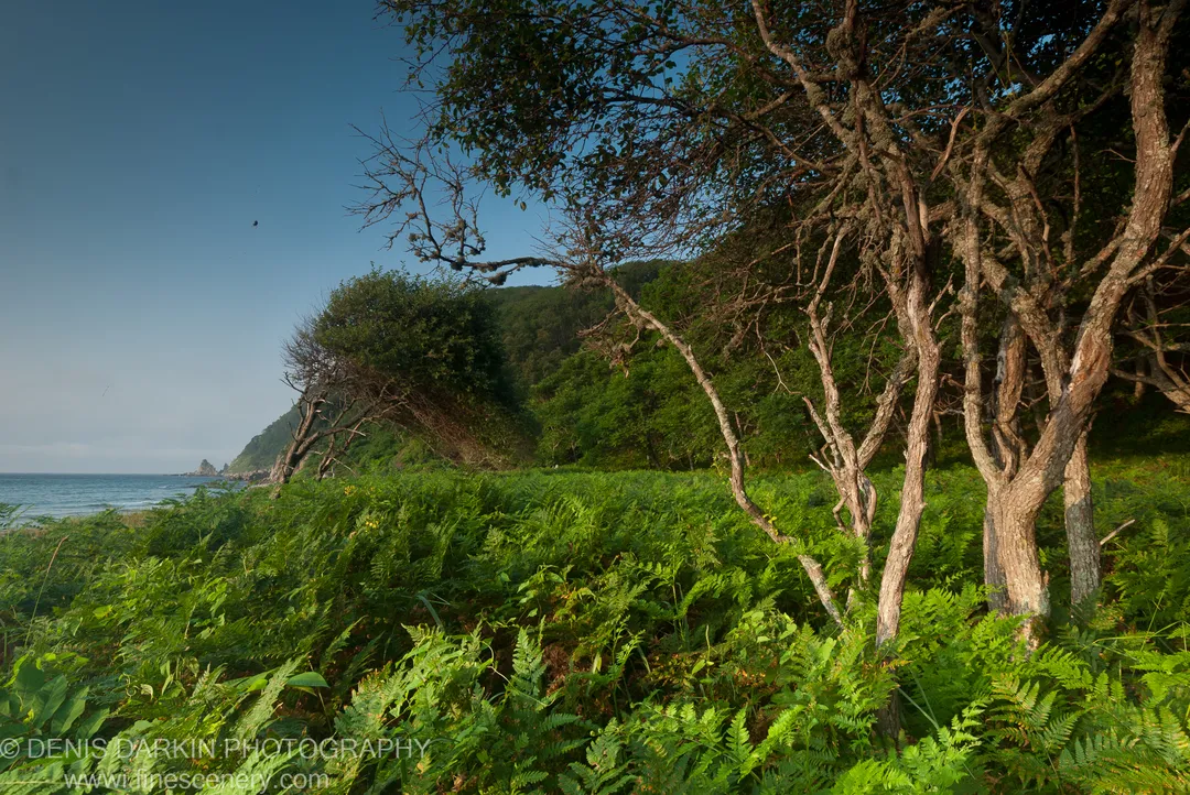 Sunlit ferns and moss-covered tree trunks at the forest edge at Tachingouza Bay, with the calm blue ocean visible through the branches beyond.