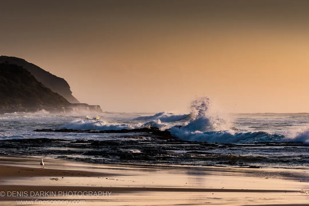 A solitary egret stands on wet sand at Spoon Bay as white foam breaks against rocks below the vegetated headland.