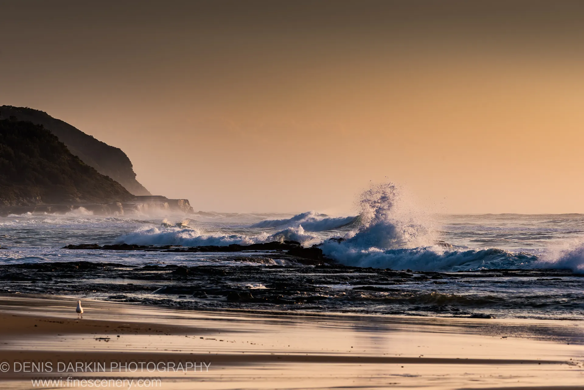 A solitary egret stands on wet sand at Spoon Bay as white foam breaks against rocks below the vegetated headland.