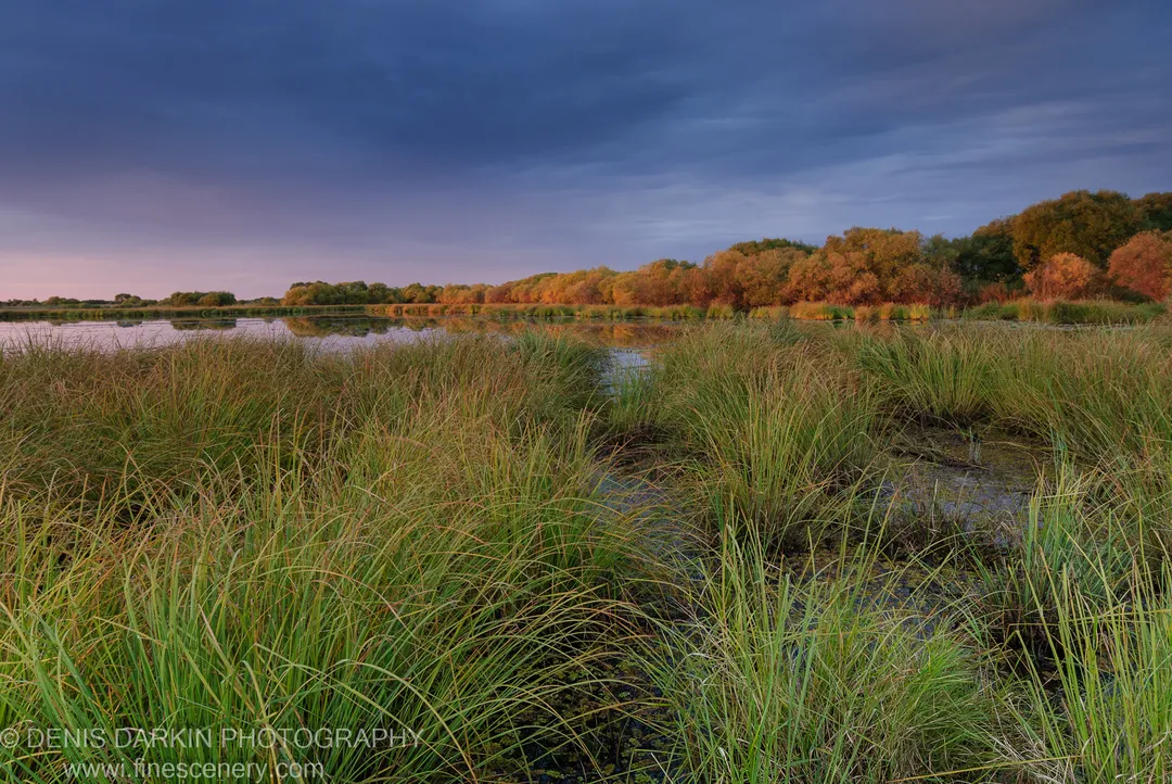 Tall reeds and marsh channels on the Lefu River at sunset, golden autumn foliage on the far bank, sky fading from blue to pink.
