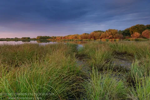 Tall reeds and marsh channels on the Lefu River at sunset, golden autumn foliage on the far bank, sky fading from blue to pink.