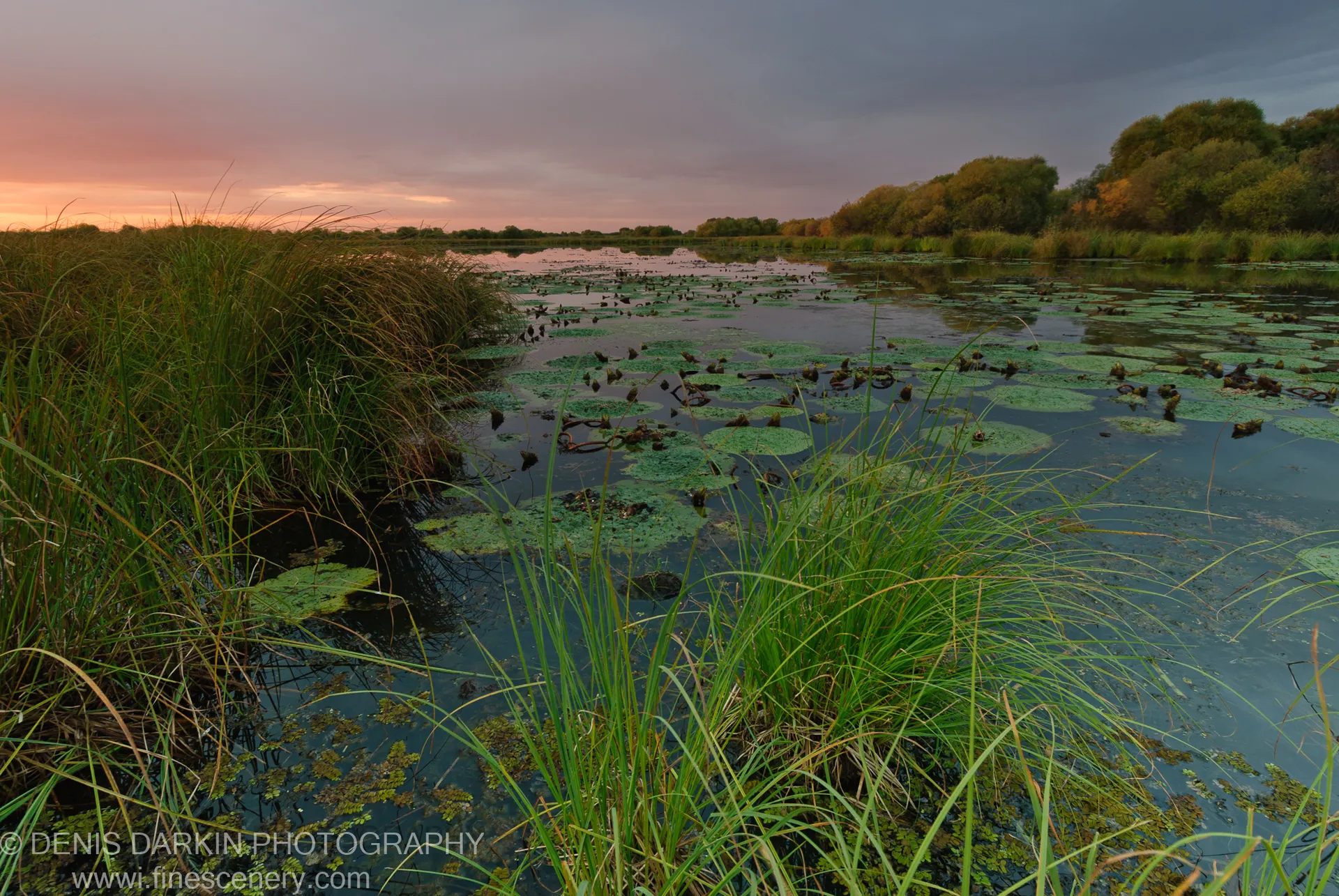 Tall reeds line the Lefu River at sunset, lily pads scattered across calm water below a warm horizon and cool blue sky, Primorsky Krai.