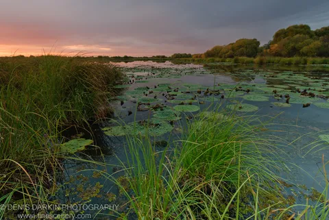 Tall reeds line the Lefu River at sunset, lily pads scattered across calm water below a warm horizon and cool blue sky, Primorsky Krai.