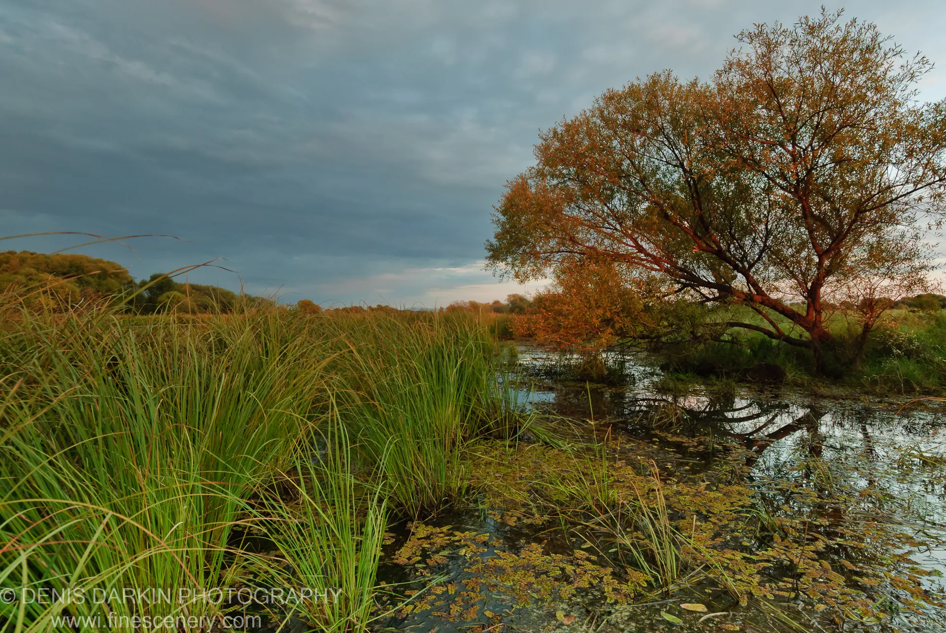 Marsh reeds and lily pads on the Lefu River foreground a large leaning tree in warm sunset light against heavy storm clouds, September 2010.