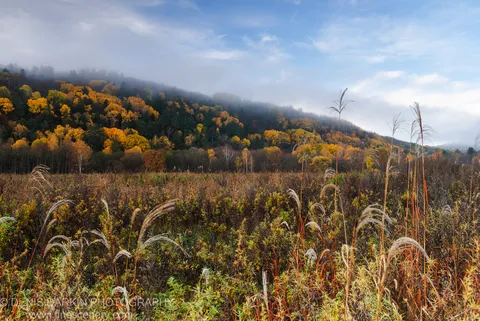 Tall feathery grass in the foreground with a misted forested hillside in autumn color beyond, Lefu River valley, Primorsky Krai.