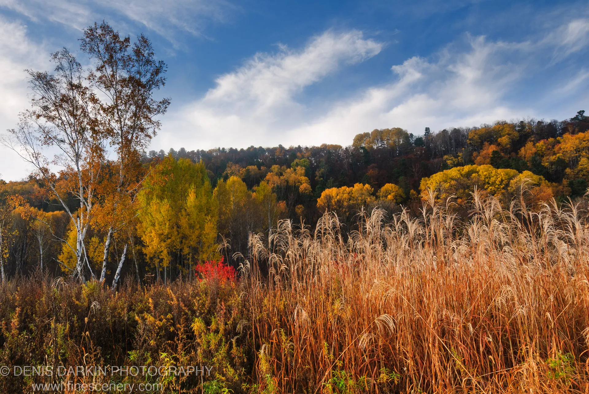 Golden grasses in the foreground with white-barked birch trees standing against autumn-colored hills near the Lefu River, Primorsky Krai, October 2010.