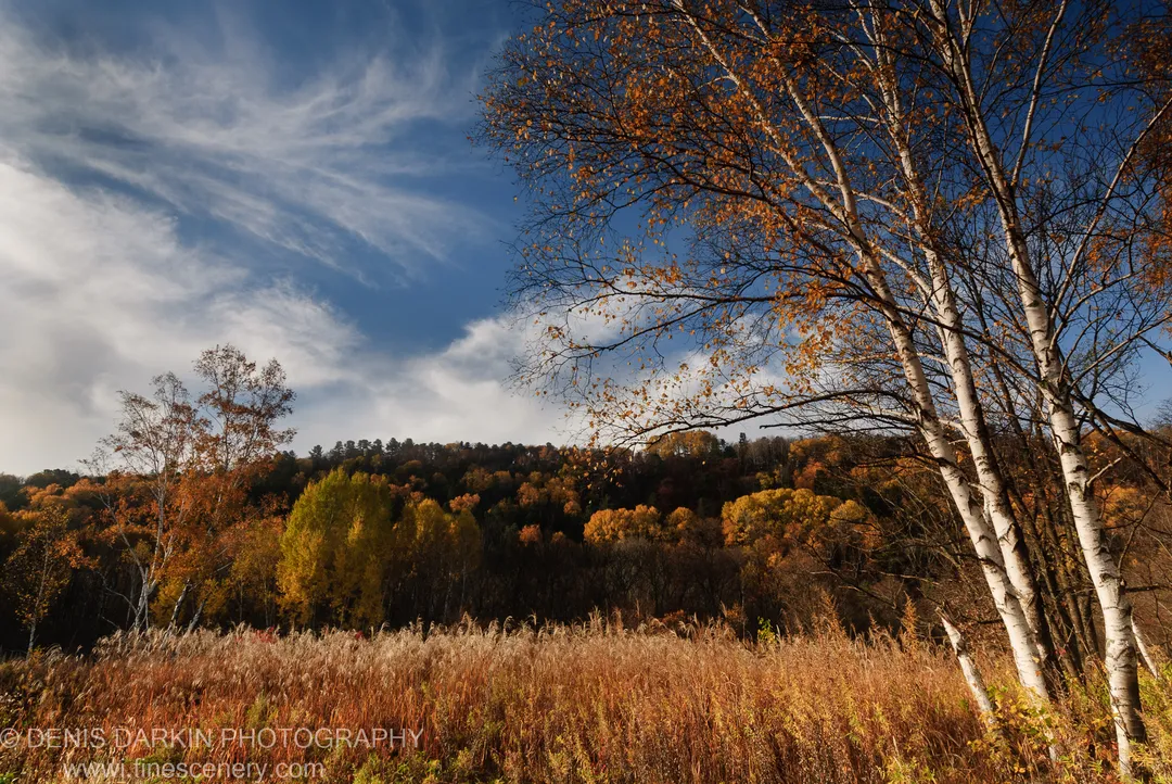 Dry golden-brown grass extends toward a birch-lined forest ridge in full autumn color, Lefu River valley, October 2010.
