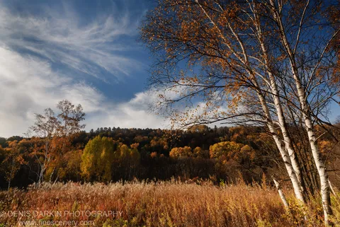 Dry golden-brown grass extends toward a birch-lined forest ridge in full autumn color, Lefu River valley, October 2010.