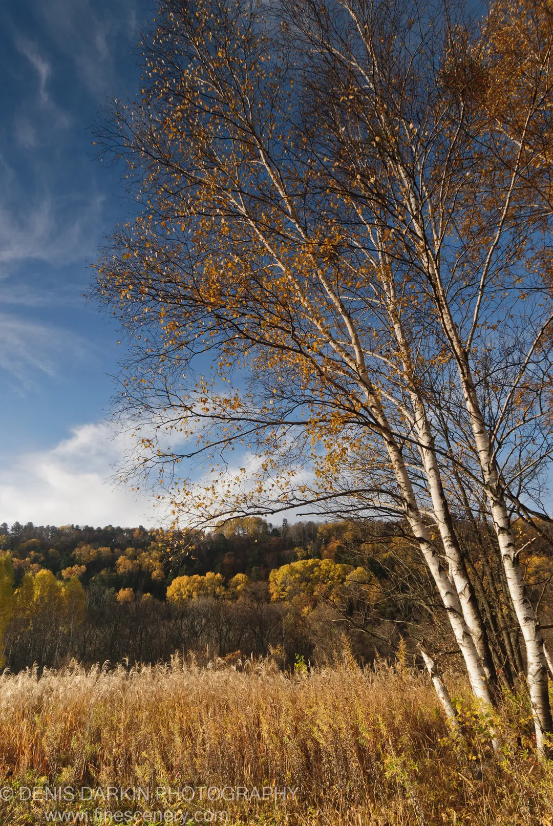 Tall golden reeds below white-barked birch trees leaning against a cloud-streaked blue sky, Lefu River valley, Primorsky Krai.
