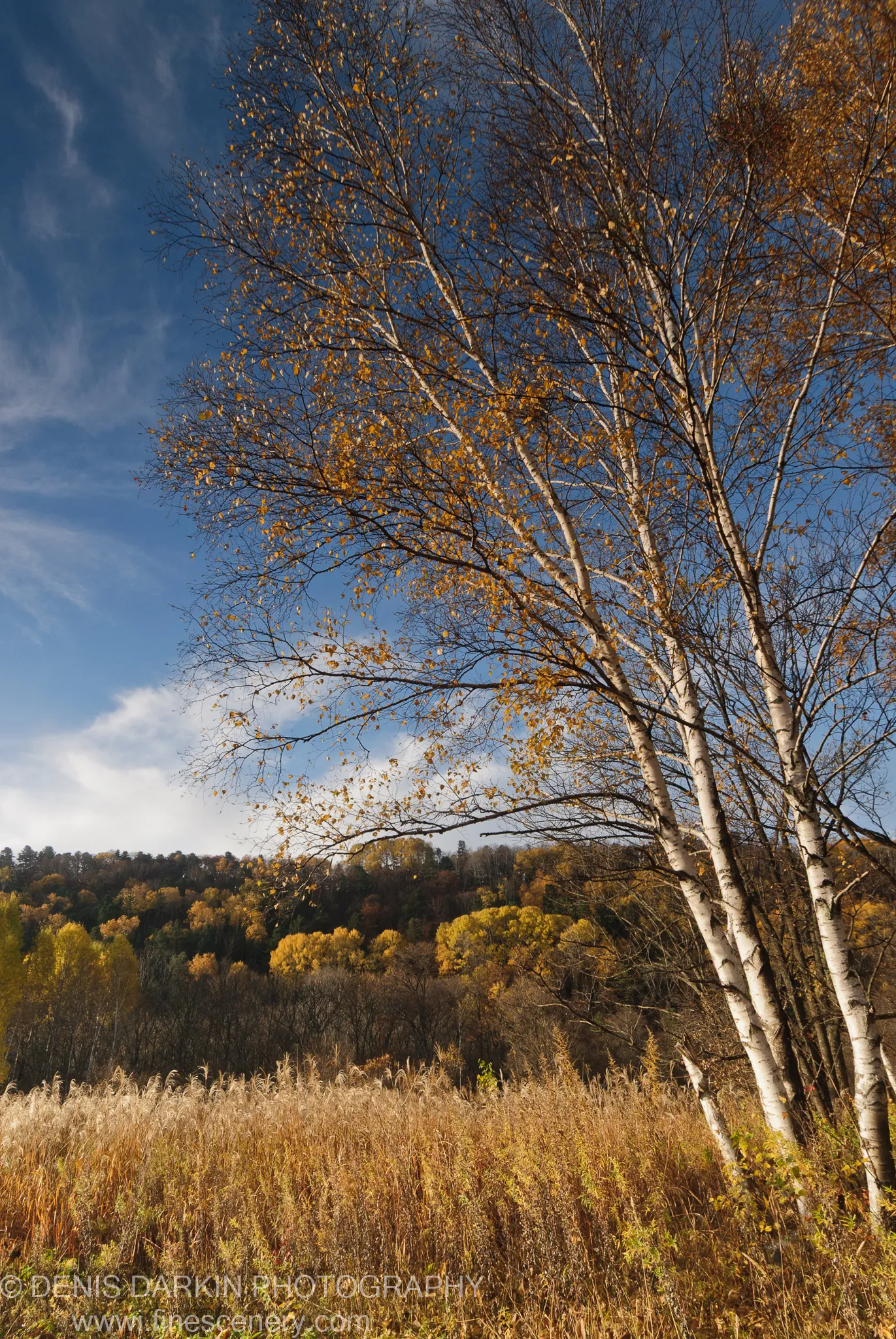 Tall golden reeds below white-barked birch trees leaning against a cloud-streaked blue sky, Lefu River valley, Primorsky Krai.