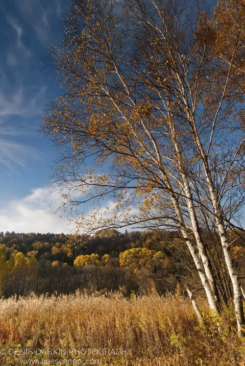 Tall golden reeds below white-barked birch trees leaning against a cloud-streaked blue sky, Lefu River valley, Primorsky Krai.