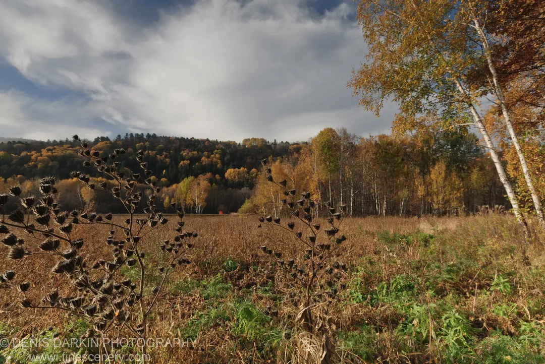 Dried stalks and brown grass in the foreground with white birch trunks and an autumn hillside beyond, Primorsky Krai.
