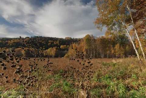 Dried stalks and brown grass in the foreground with white birch trunks and an autumn hillside beyond, Primorsky Krai.