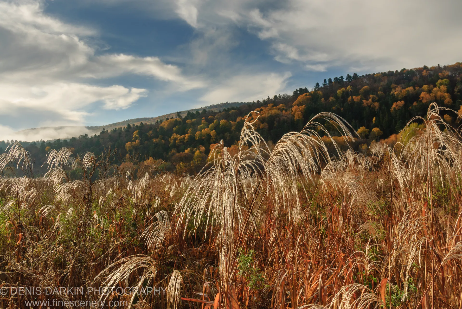 Tall feathery grass plumes in the foreground with an autumn-colored forested hillside rising behind, low mist along the ridge, Lefu River, Primorsky Krai.