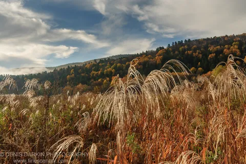 Tall feathery grass plumes in the foreground with an autumn-colored forested hillside rising behind, low mist along the ridge, Lefu River, Primorsky Krai.