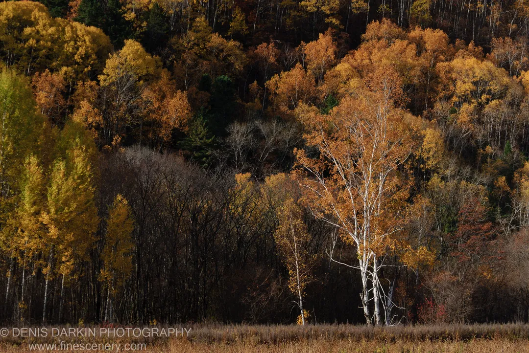A steep birch-covered embankment in full autumn color, white trunks and golden canopy lit by midday sunlight, Lefu River, Primorsky Krai.