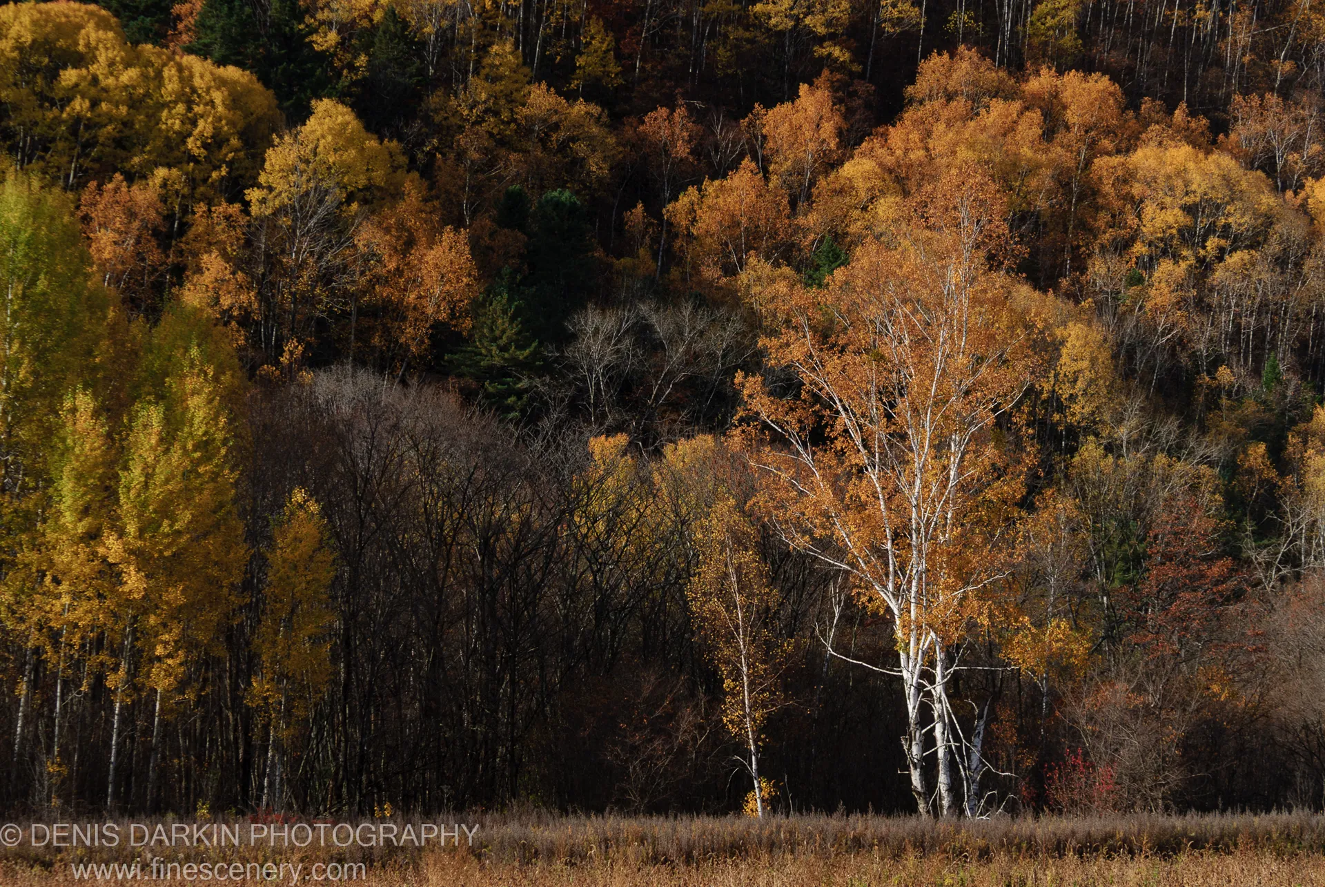 A steep birch-covered embankment in full autumn color, white trunks and golden canopy lit by midday sunlight, Lefu River, Primorsky Krai.