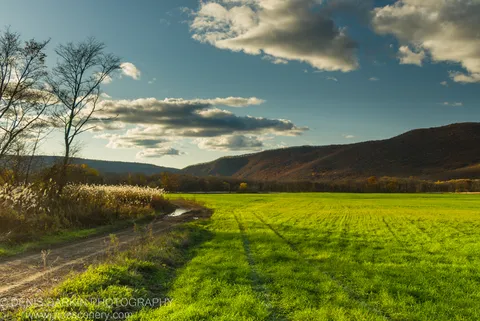 A dirt track winds past feathery white reeds and bare trees toward autumn-covered hills, Lefu River valley, Primorsky Krai.