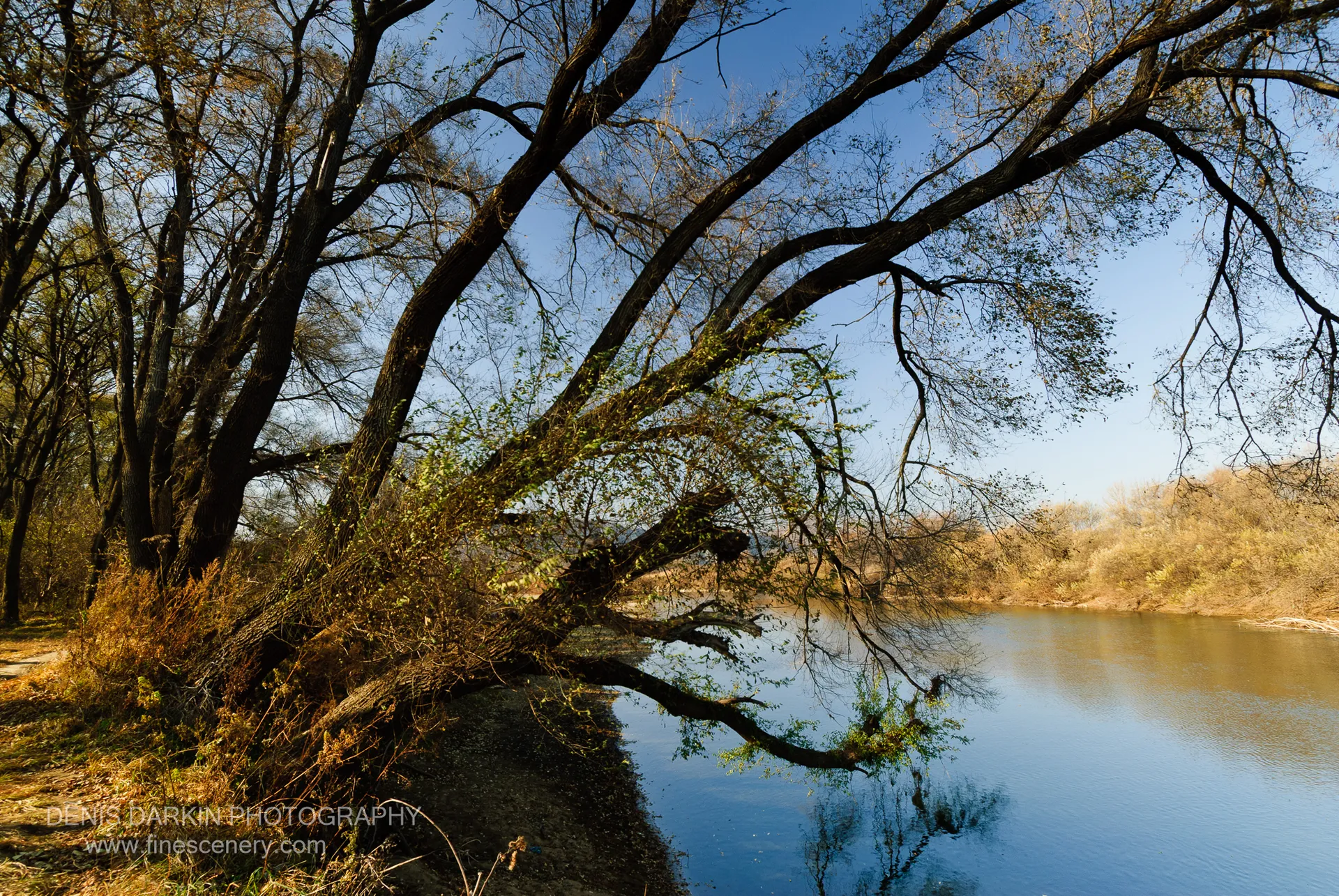A large tree leans over a calm river in the Suchan area, its dark bare branches reflected in the still water below, October 2010.