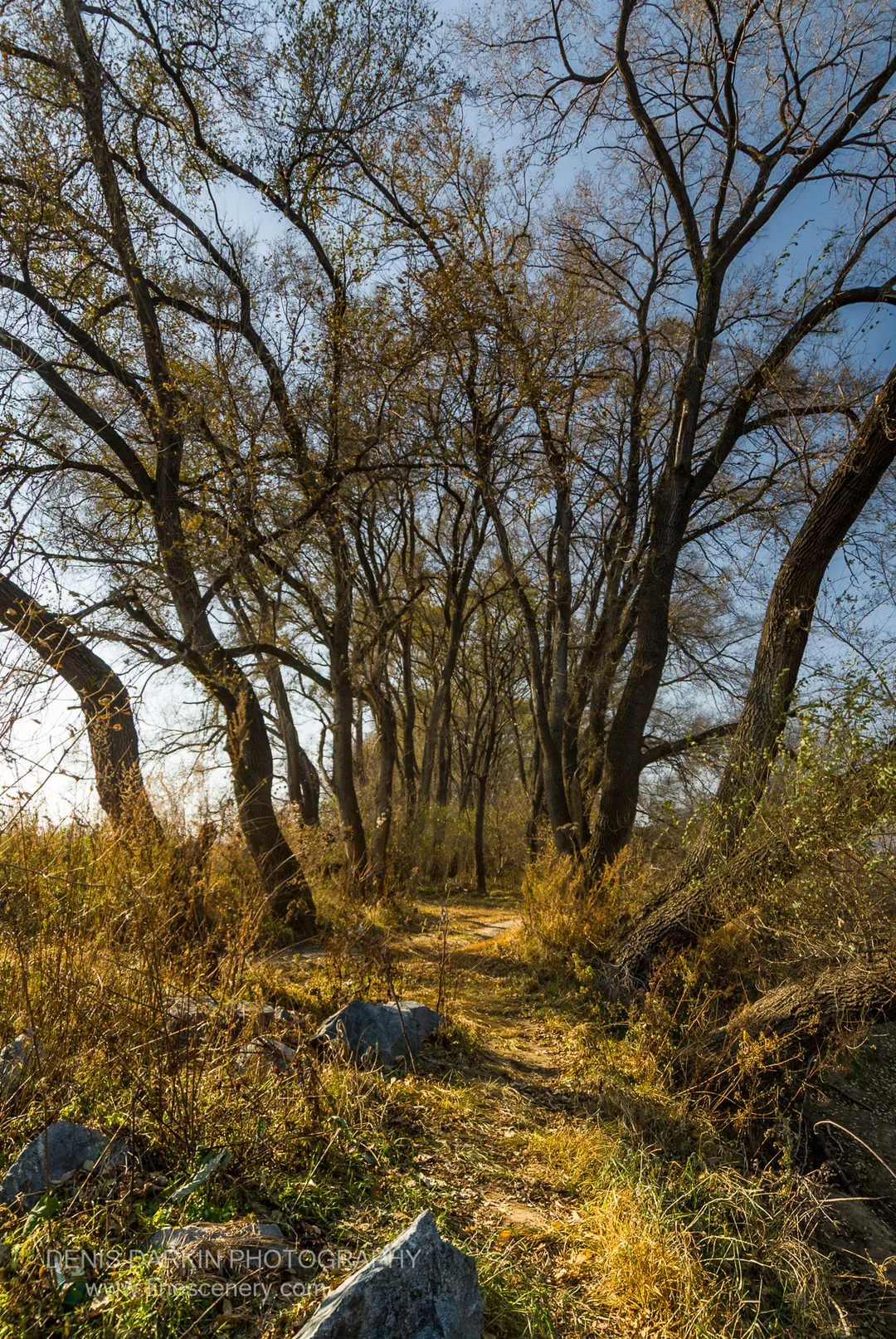 A sun-drenched dirt path winds through a grove of bare-branched trees above scattered grey boulders in the Suchan area, October 2010.