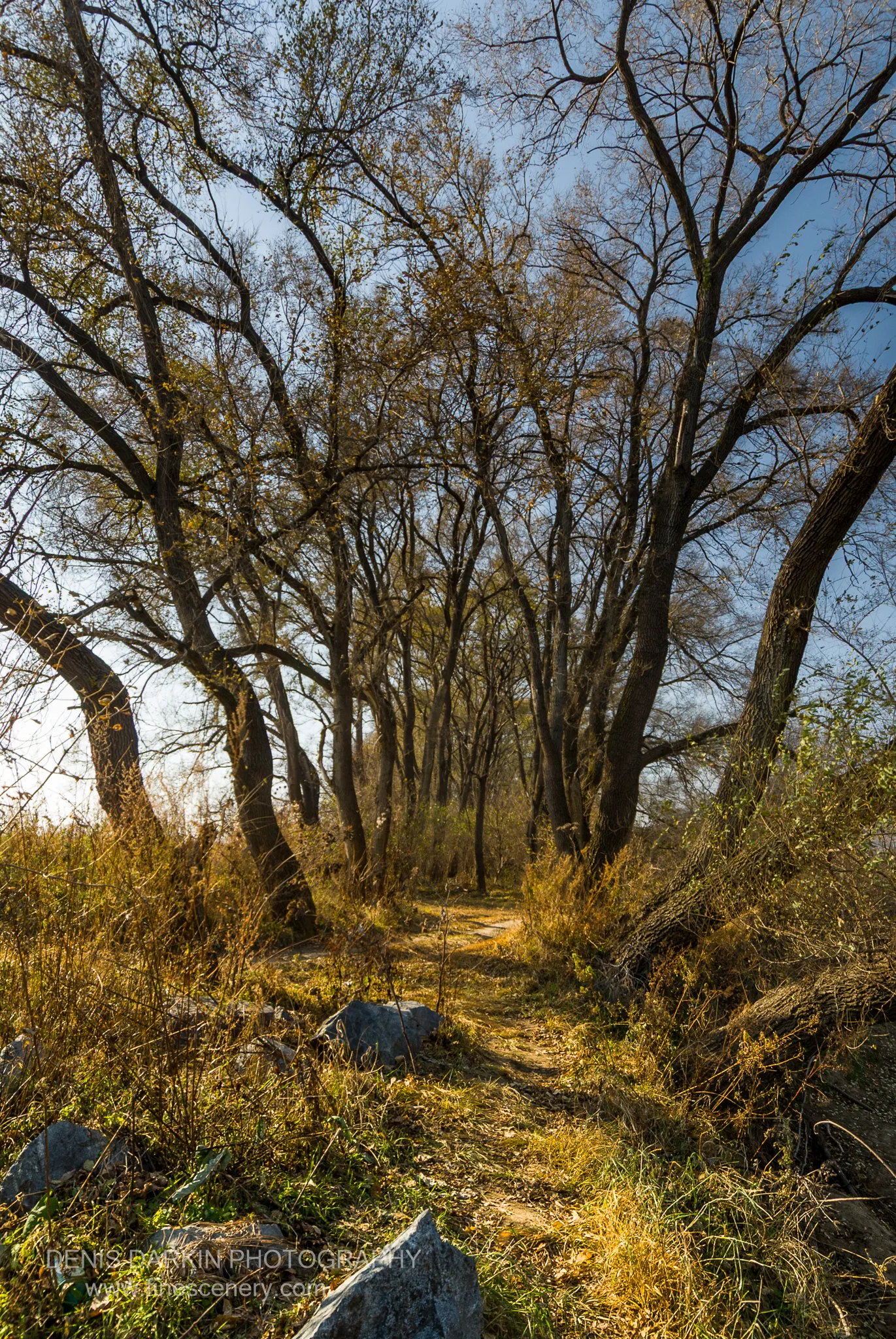 A sun-drenched dirt path winds through a grove of bare-branched trees above scattered grey boulders in the Suchan area, October 2010.