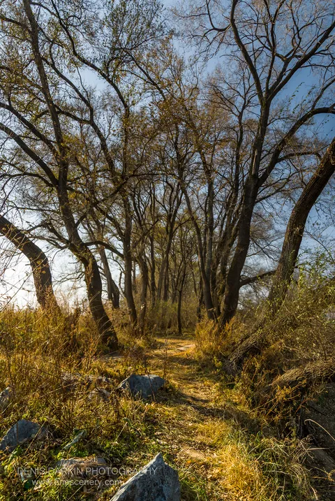 A sun-drenched dirt path winds through a grove of bare-branched trees above scattered grey boulders in the Suchan area, October 2010.