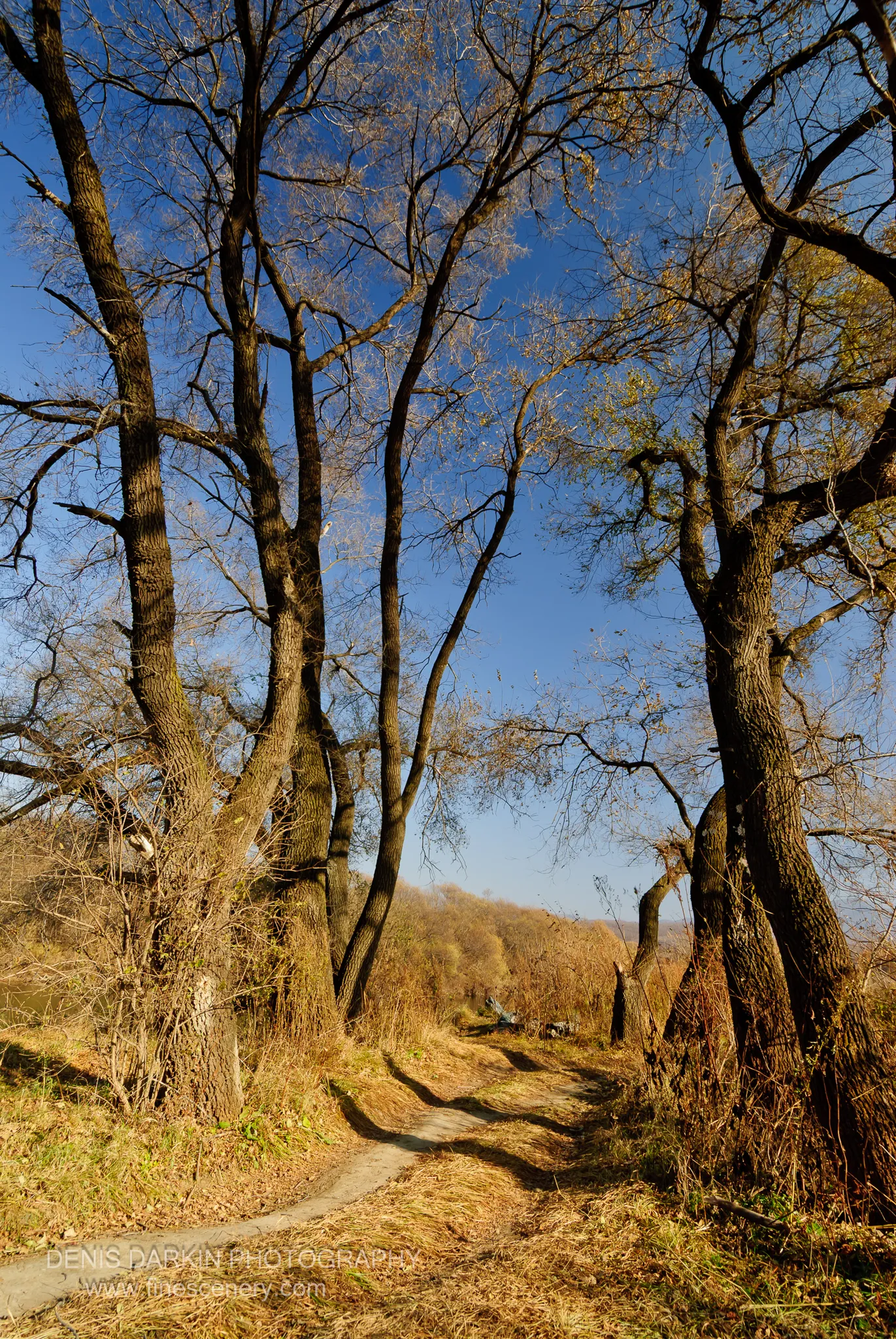 A concrete path winds through tall trees with rough bark, long shadows crossing dry grass on a late afternoon in Primorsky Krai.