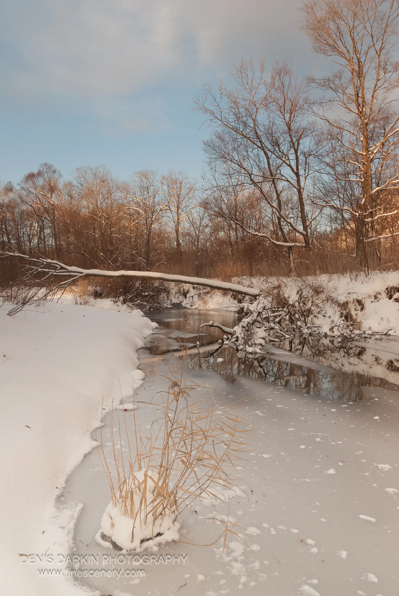 Dried reeds rise through snow beside a partially frozen river, a fallen tree trunk stretching across the mid-ground, Primorsky Krai.