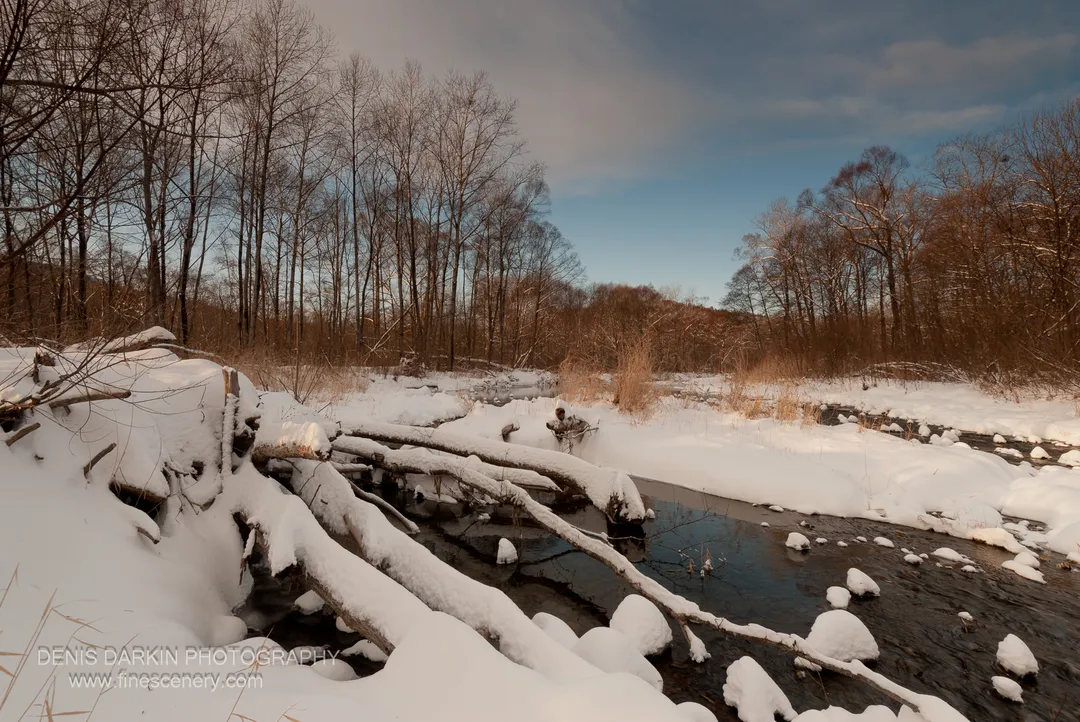 A snow-covered branch extends diagonally across the frame, with dark flowing water below and sunlit dry reeds on the far bank.