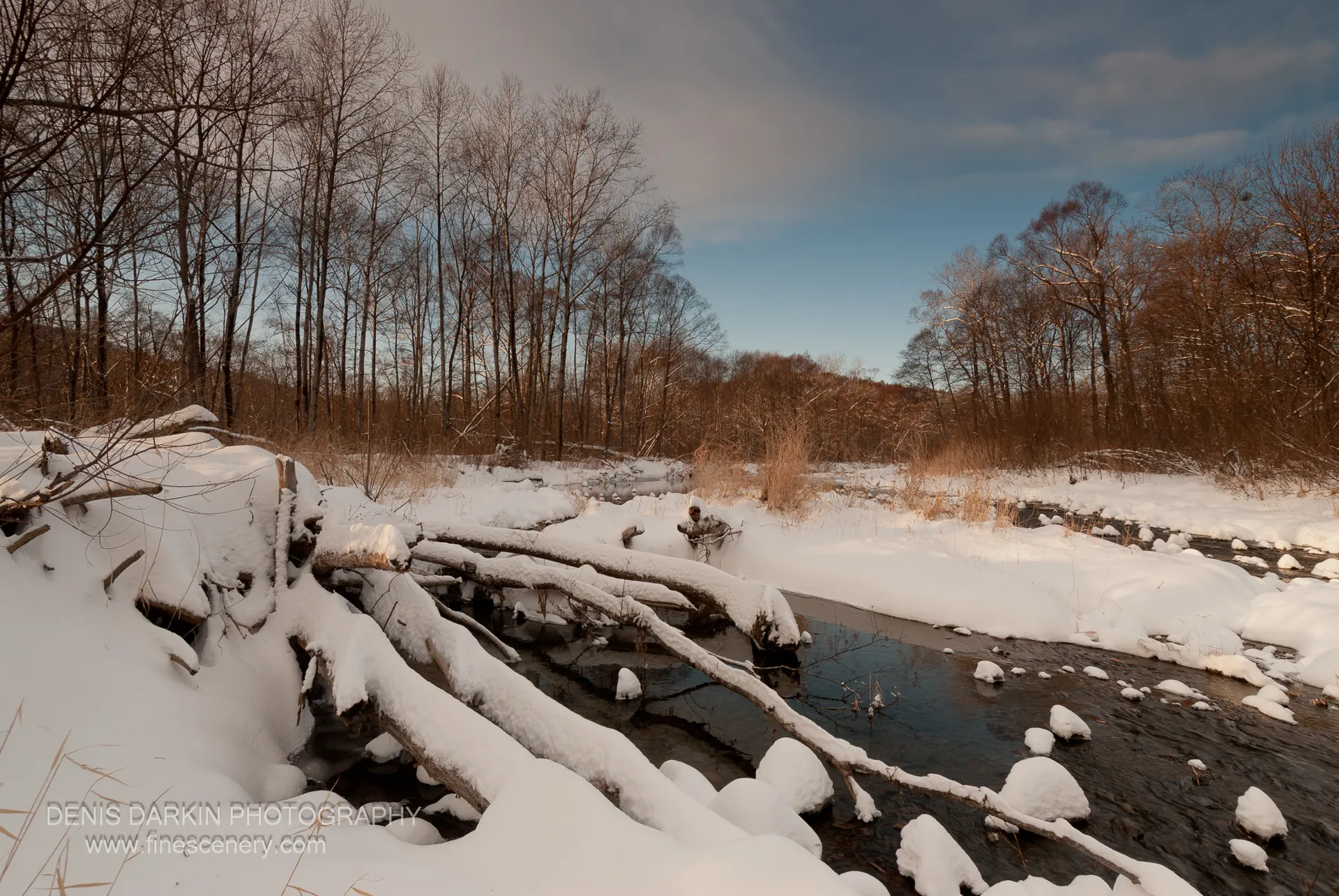 A snow-covered branch extends diagonally across the frame, with dark flowing water below and sunlit dry reeds on the far bank.