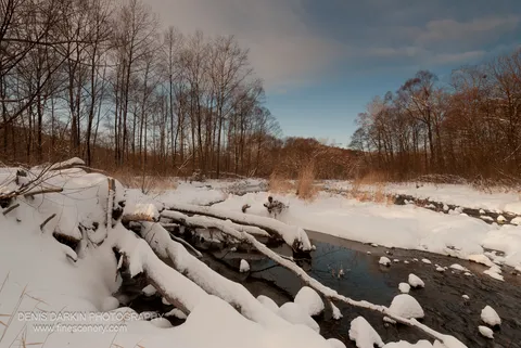 A snow-covered branch extends diagonally across the frame, with dark flowing water below and sunlit dry reeds on the far bank.