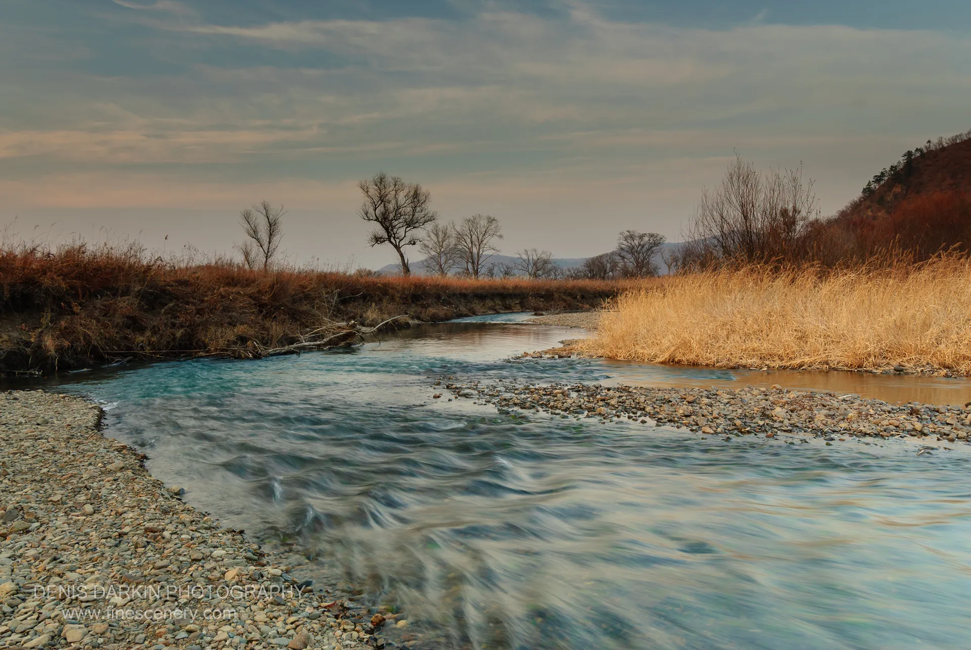 A bare tree stands on a gravel bar beside the Komissarovka River at evening, dry reeds in the foreground, November 2010.
