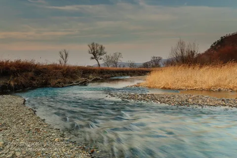 A bare tree stands on a gravel bar beside the Komissarovka River at evening, dry reeds in the foreground, November 2010.
