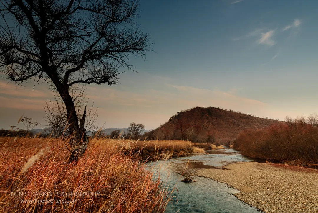 A bare tree stands on a gravel bar of the Komissarovka, with tall grasses nearby and a rounded hill lit with autumn colors beyond.