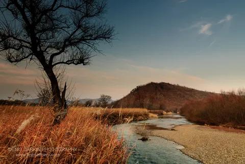 A bare tree stands on a gravel bar of the Komissarovka, with tall grasses nearby and a rounded hill lit with autumn colors beyond.