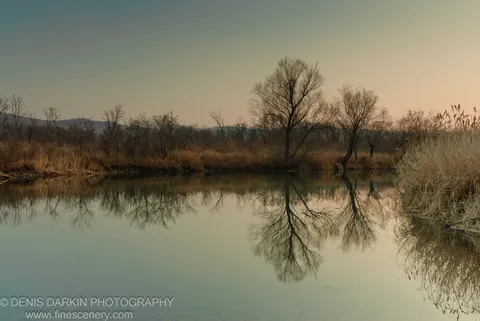 Leafless trees reflected in the still Komissarovka at sunset, their skeletal branches mirrored in the warm-toned water, tall dry reeds in the foreground.